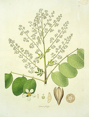 從種子到果實，以及那一抹綠。1775年的...