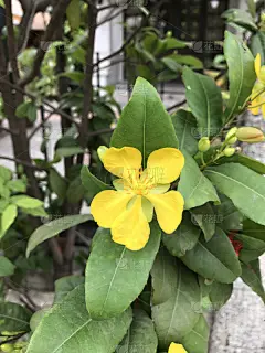 灌木,米老鼠,奥奇纳,心皮,垂直画幅,美,鸟类,户外,生物学,特写