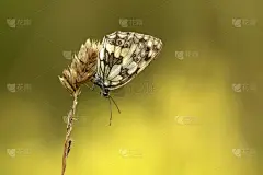奥登瓦尔德,蛱蝶科,水平画幅,无人,鳞翅类,昆虫,德国,摄影