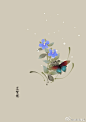 #365天生日花#  6月02日 蓝繁缕（Scarlet Pimpernel） 
花语：娇弱 ​​​​
