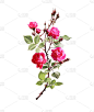 Branch of Climbing rose with red flowers