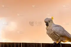 雄性凤头鹦鹉白色鹦鹉走在围栏上与橙色和粉红色的天空云彩阳光鸟日出美丽的早晨黄金海岸澳大利亚
