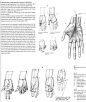 Anatomical drawings of hands from @characterdesigh #anatomy #arm #drawing: 