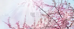 开花的樱花树从下面映衬着蓝天，花开的景观在春天苏醒