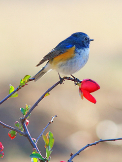 墨崖采集到Birds