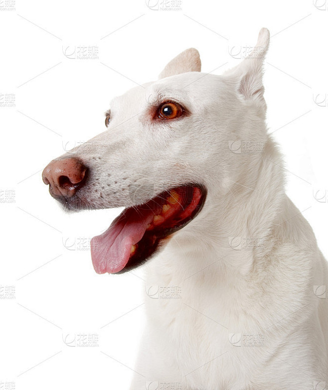 白狗