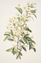 AI数字艺术秋季桂花插画-众图网