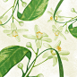 botanic botanical Flowers organic cosmetics bio vegan textures sardinia Italy
