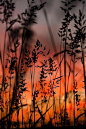 ✯ Sunset through the Grass. One of my favorite sunset pictures <3