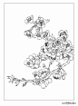 分享 | 9种花卉的各形态白描图 值得收藏