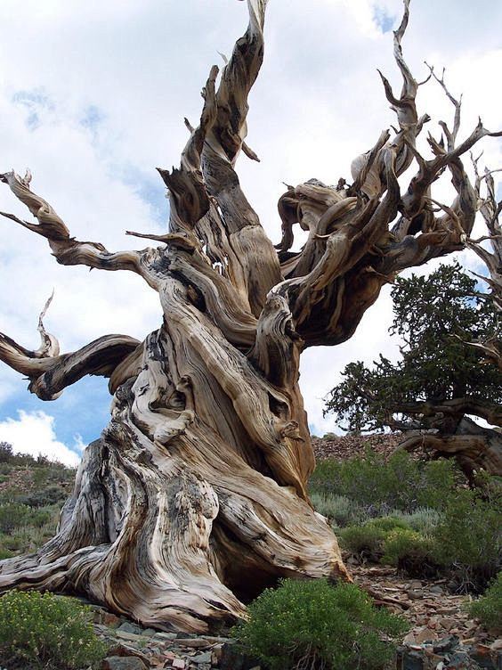 Bristle Cone Pines C...