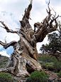 Bristle Cone Pines CA | Bristlecone Pine tree taken in the White Mountain's of CA.: 