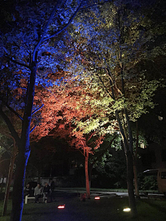 祺轩妈妈采集到照树灯素材
