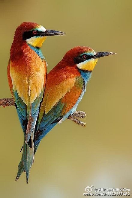 Love is the thing th...
