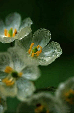 狐狸爱秋天采集到花颜