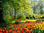 nature trees flowers garden fields tulips - Wallpaper (#897213) / Wallbase.cc