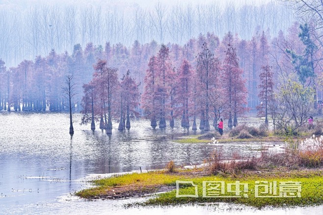 南京六合止马岭的水杉很美，这里去一趟真心...