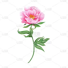 牡丹插图水彩画。白色背景上的花。水彩手绘植物插图的一朵花。