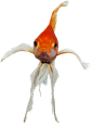 金鱼PNG