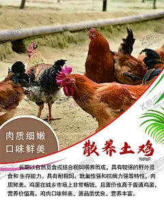 散养土鸡 【酷图网】散养土鸡,土鸡,土鸡海报,活鸡,鸡海报