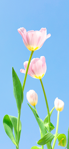 YH昇采集到花