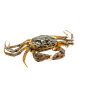 大闸蟹