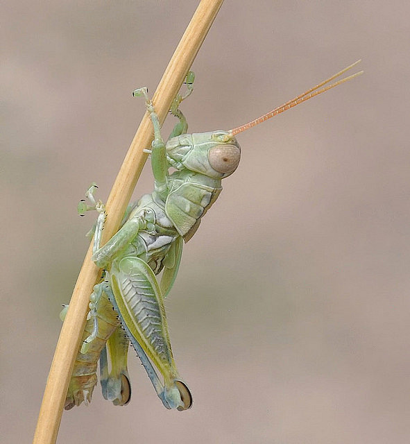蝗虫（locusts，grass hop...