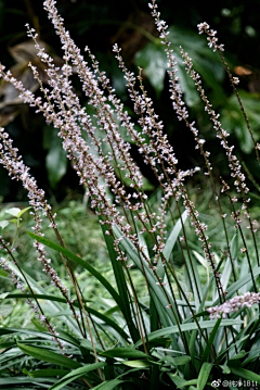 烟雨兰花采集到兰花