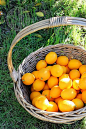 Cute meyer lemon tree with orange lemons:)