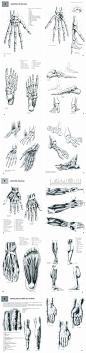 J54 高清素描肢体手绘手指手部脚部动态结构原画图片临摹参考素材-淘宝网