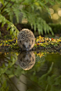 (269) Pinterest