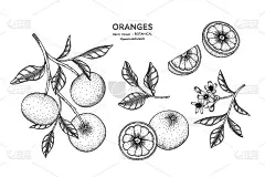 橘子花和叶手绘植物插画与线条艺术。