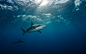 General 1680x1050 animals sharks underwater