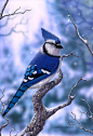 Blue Jay by sevenkrows