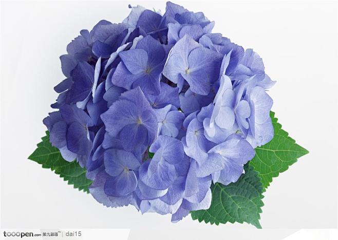 花卉造型-蓝色的绣球花