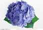 花卉造型-蓝色的绣球花