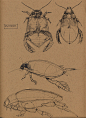 Insects, Floris van der Peet : Insects by Floris van der Peet on ArtStation.