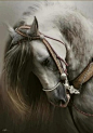 http://pinterest.com/wtibbit/horses/?page=11