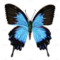 写实-昆虫元素蝴蝶贴纸9