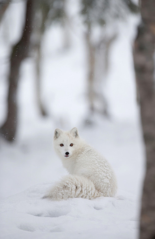 北极狐属犬科。也叫蓝狐、白狐等，被人们誉...