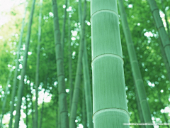 Shmilly采集到竹子