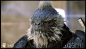 Halo 2 Anniversary / Brutes and Tartarus, David Munoz Velazquez : Here is the work done for Blur Studio Halo 2 Anniversary Cinematic.
I was taking care of the model, texture and shading for the Brutes, Tartarus and their props. Also the Flood Spore and Do