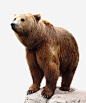 棕熊高清素材 动物 熊 网页 元素 免抠png 设计图片 免费下载 页面网页 平面电商 创意素材