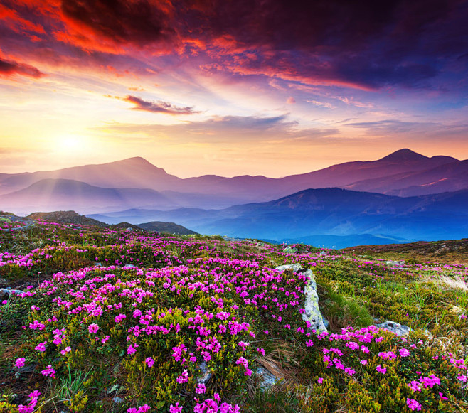 漫山遍野的鲜花图片