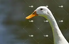 鸭 壁纸4K 自然背景 鸟 自由背景 动物 羽毛 喙 美丽的壁纸