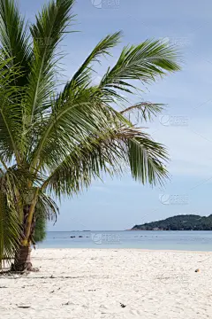 垂直画幅,海滩,海洋,鸡尾酒,水,天空,美,度假胜地,沙子,椰子树