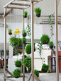 hanging furniture: kokedama - a green moss-covered type of bonsai.  unlike other bonsai styles, its history is not so old and it's said the idea originated from Nearai, a popular bonsai style (Edo era - AD1603) in Japan; bonsai grown first in a pot then t