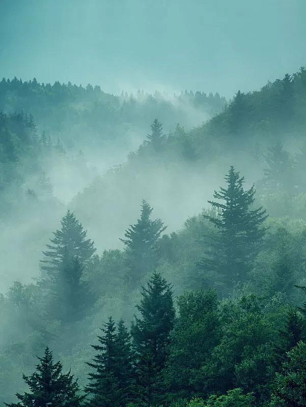 天空中森林中的松树图片素材