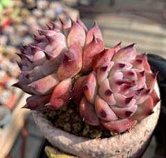 腊月里的小火炉采集到多肉植物