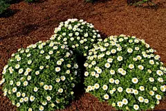 白晶菊_百度图片搜索